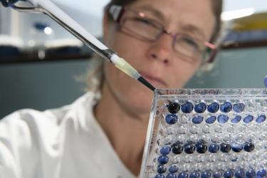 A close-up of a scientist in a white lab coat pipetting dark blue liquid into a 96 well lab plate