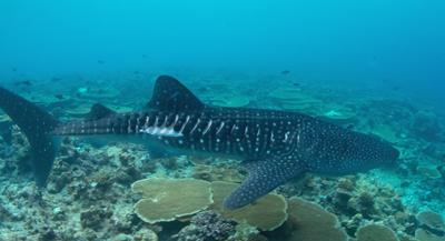 Wahle Shark Laceration
