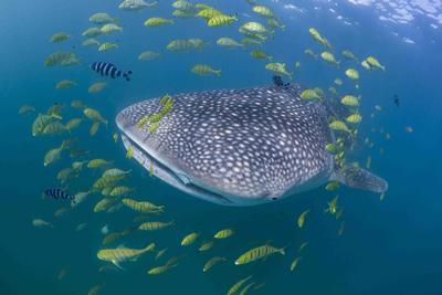 Whale Shark Image
