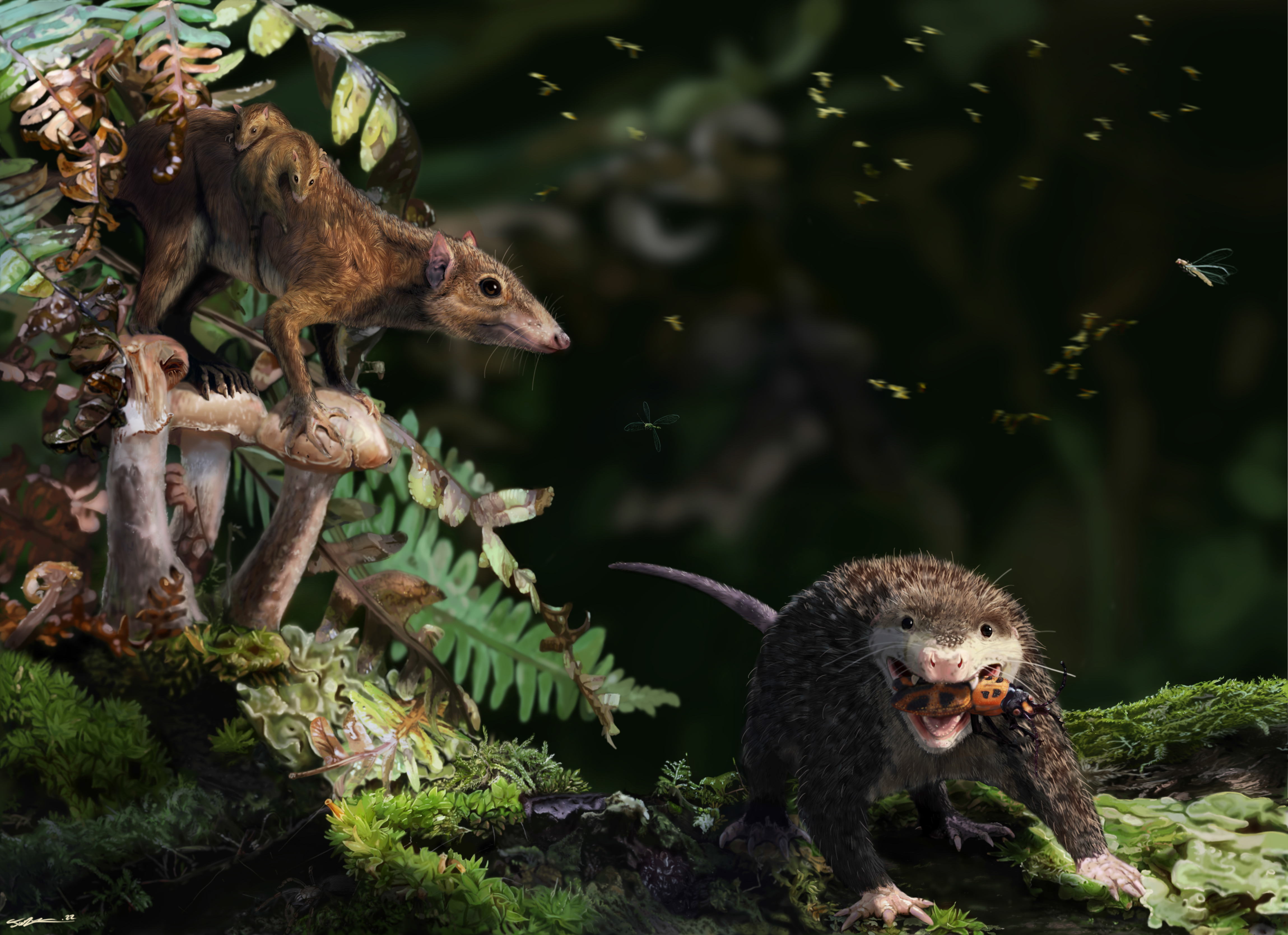 Researchers use X-ray images to decipher the secrets of Jurassic mammals