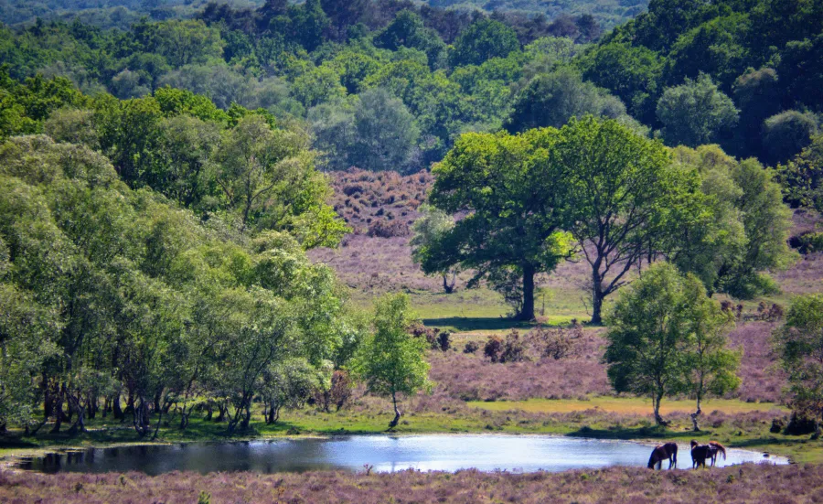 Shot of trees and forest. In the distance horses can be seen drinking from a pond.