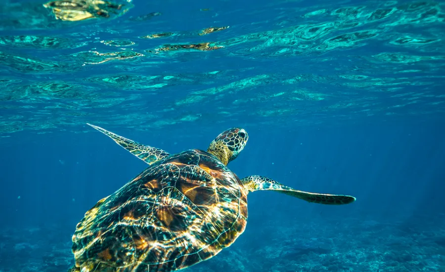 Tutle under blue sea water.