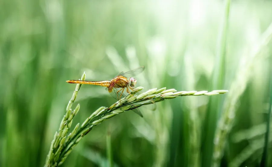 Dragonfly on green crops.