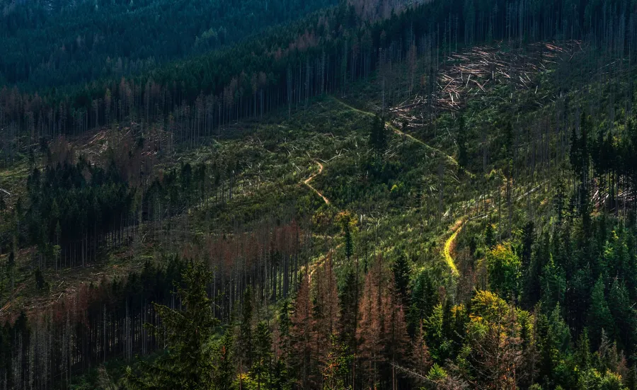 Forest hillside with logging