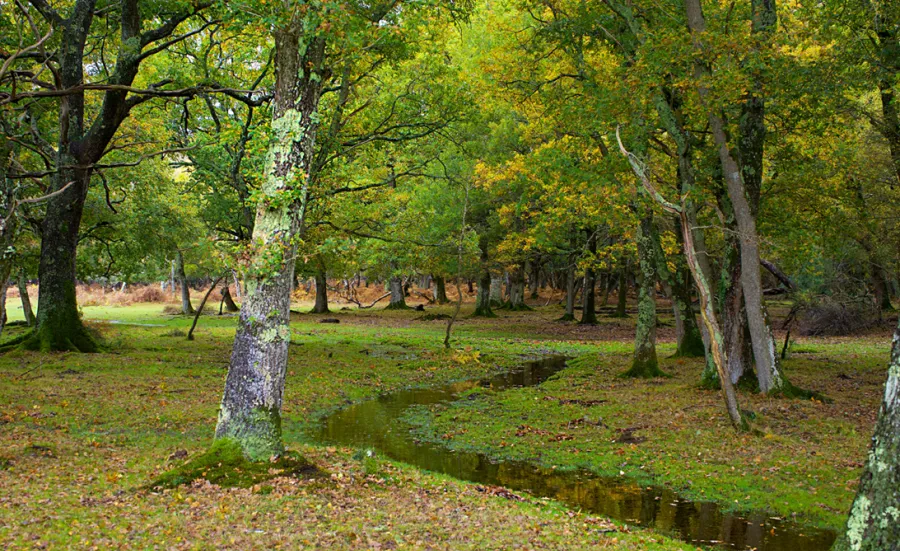 Pexels image of wooded area with trees, green leaves and lichen