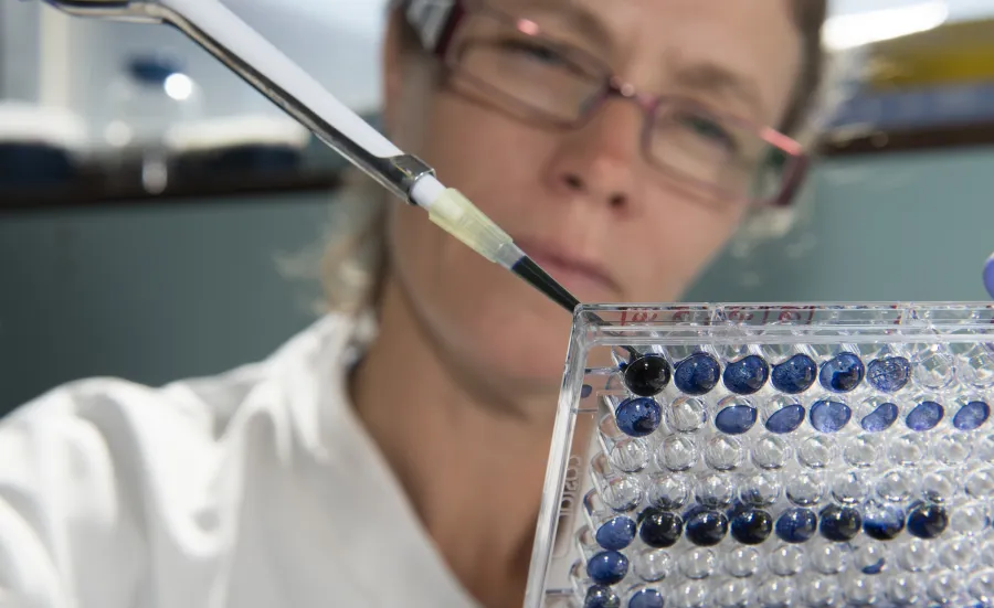 A close-up of a scientist in a white lab coat pipetting dark blue liquid into a 96 well lab plate
