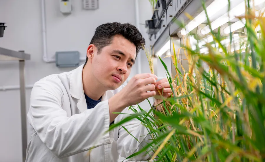 Male scientist wearing a white lab coat closely inspects an ear of corn growing in a laboratory propagating tray.
