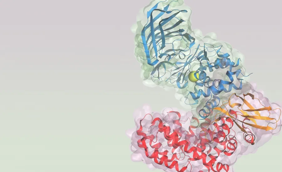 3D rendering of a a key enzyme in the pathway with ribbon-like elements in shades of blue, yellow, orange, and red