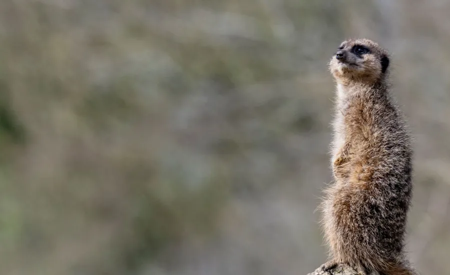 A meerkat, standing on a tree stump, looking out for danger