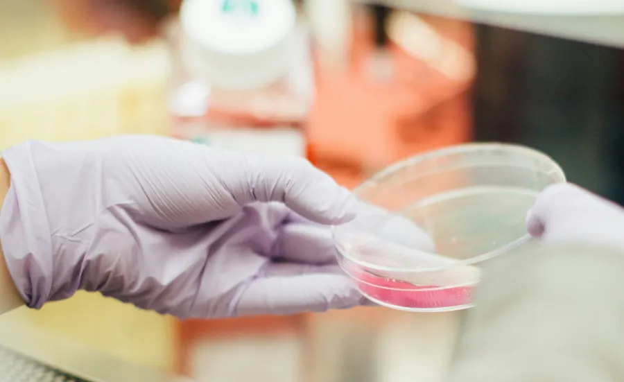 A gloved hand holding a petri dish with a pink solution in a laboratory setting.