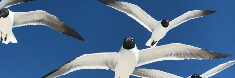 Flock of birds flying with blue sky background