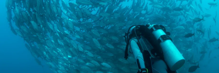 Scuba diver underwater swimming by school of fish