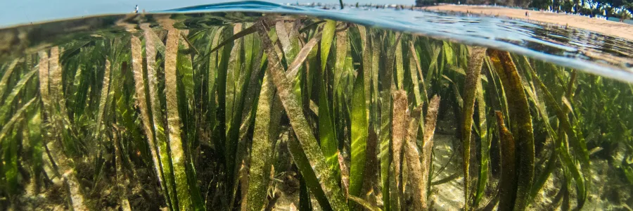 Green grass near water