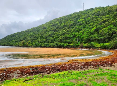 Sargassum seaweed