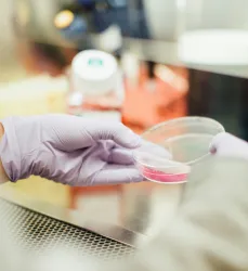 A gloved hand holding a petri dish with a pink solution in a laboratory setting.