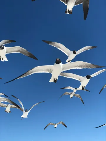 Flock of birds flying with blue sky background