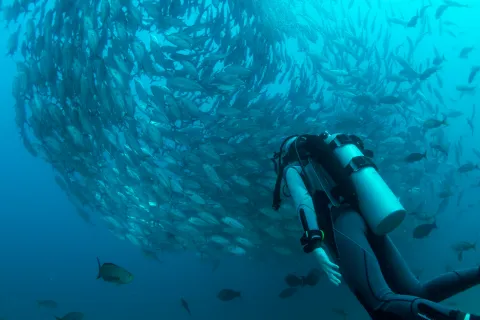 Scuba diver underwater swimming by school of fish