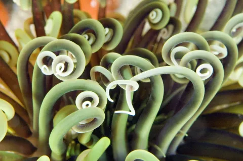 Close up of sea anemone on reef