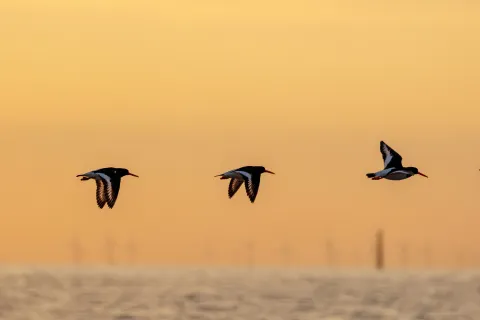 Birds flying over water