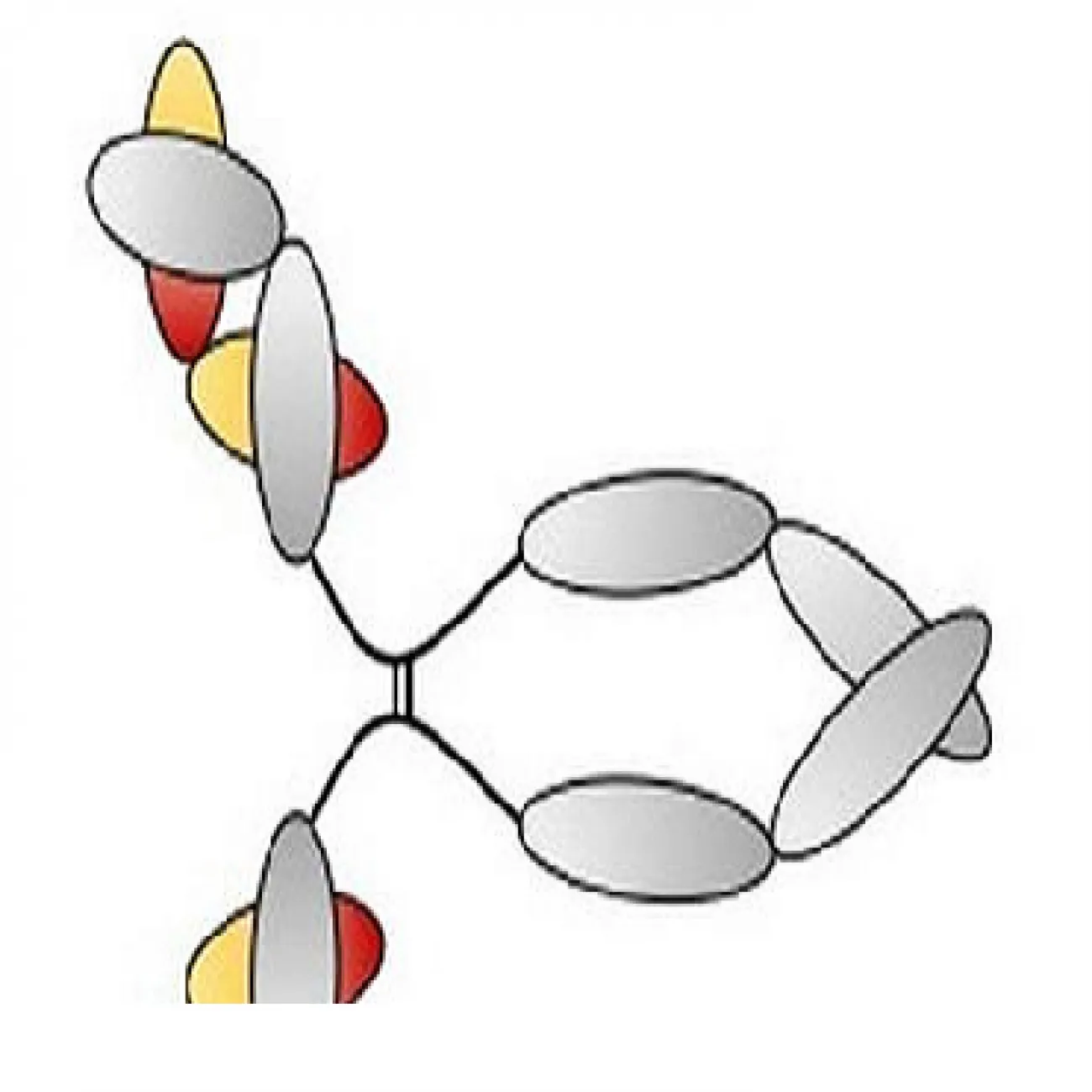 Colour drawing of Immunoglobulin Antibody