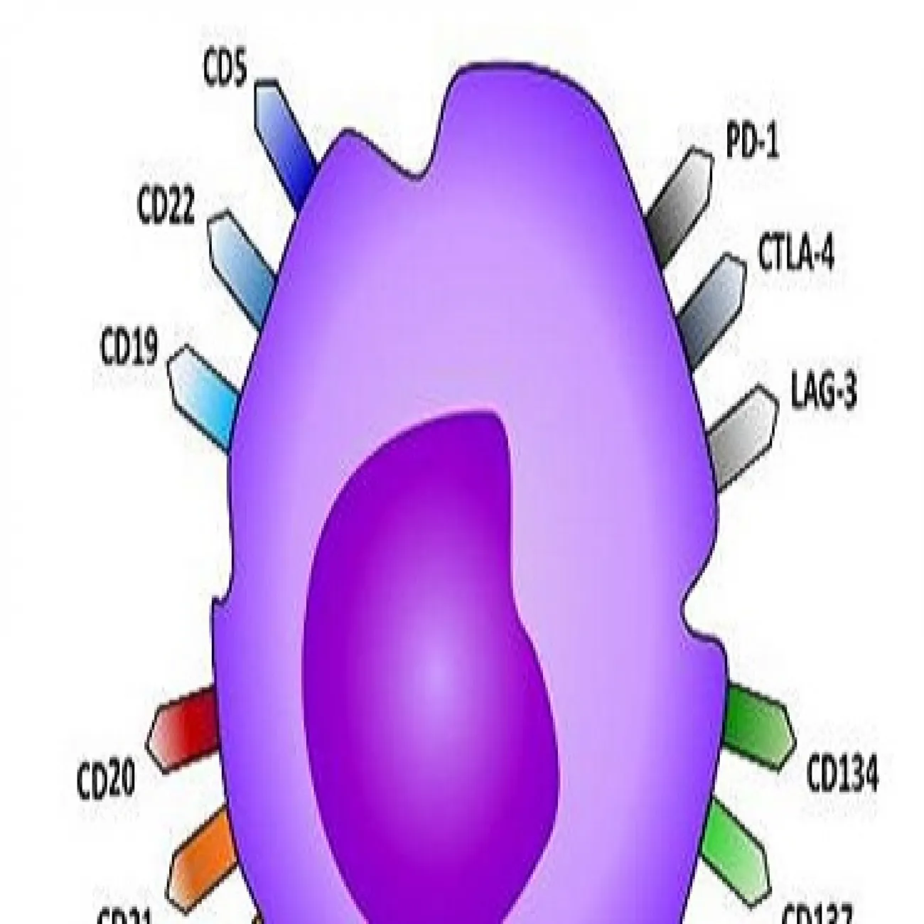 Drawing of a Lymphocyte Signalling Antibody