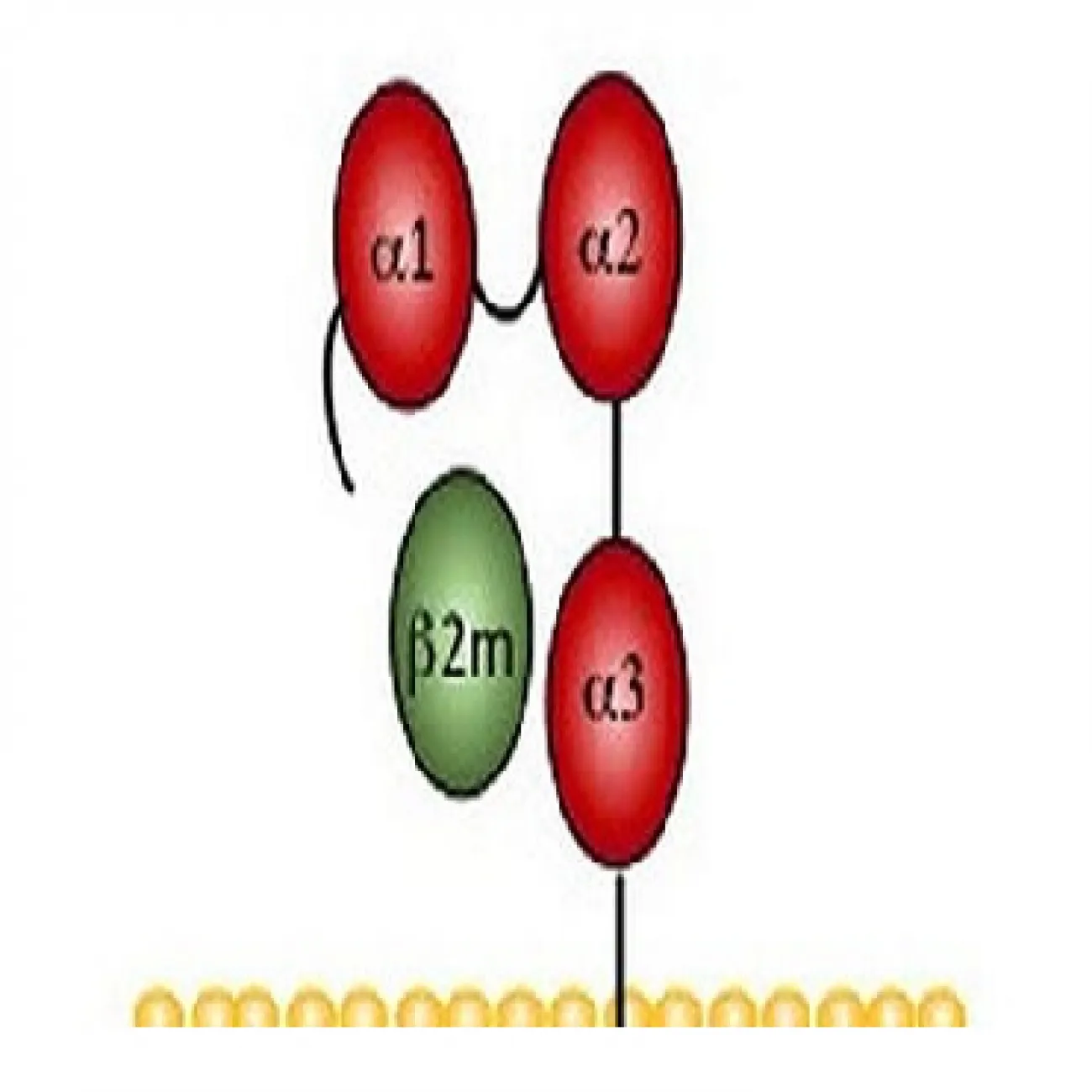 Colour drawing of MHC Antibody