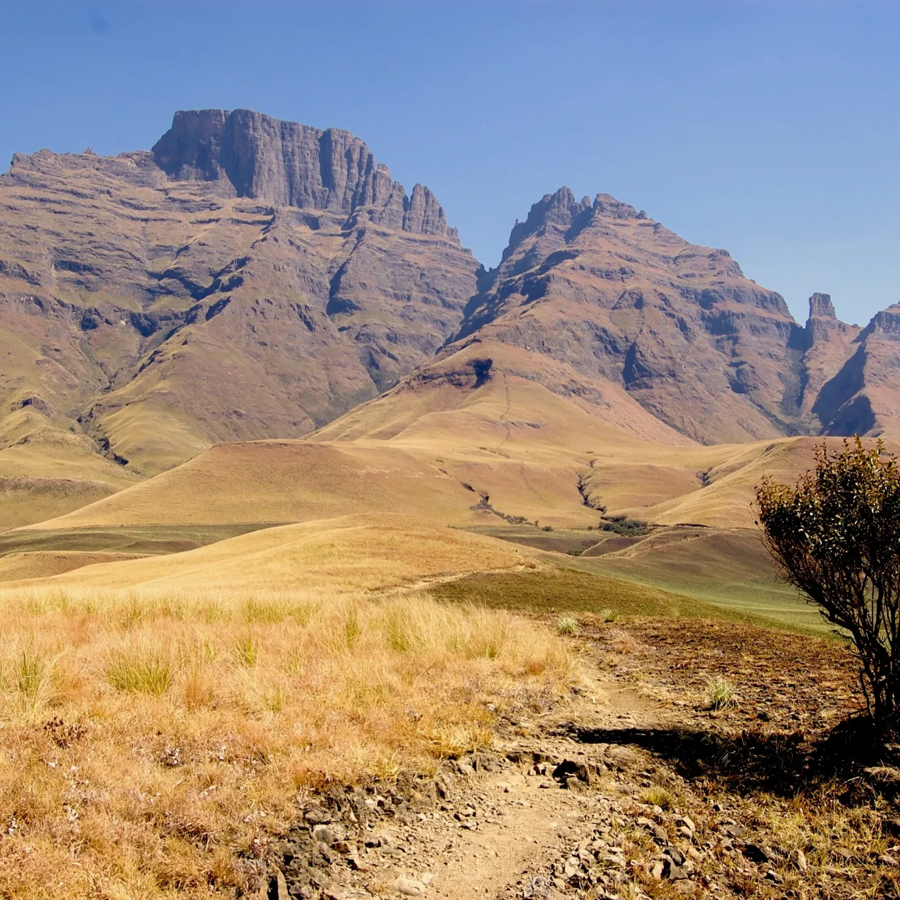 A landscape within the Drakensberg portion of the Great Escarpment in Southern Africa. A stony path intersects a field with long grass and a small tree. There is a mountain range in the distance, and the sky is clear and blue.