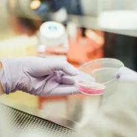 A gloved hand holding a petri dish with a pink solution in a laboratory setting.